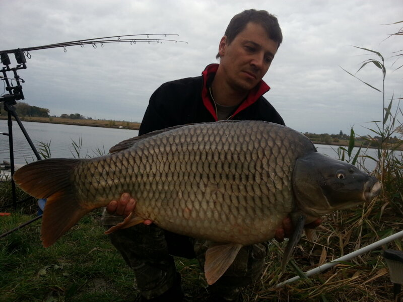 qantica halibut bolies