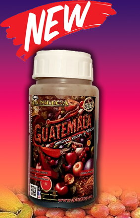 Qantica dip big Guatemala 200ml