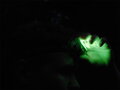 Čelová lampa Delphin LUMIS