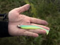 Jigová hlava s golierikom Delphin TRIAD / 5ks - 5g-4/0