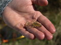 Umelá nástraha Delphin B! Stinx NYMPHA / 20ks - 2.5cm / MUDDY