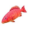 VANKÚŠ V TVARE RYBY - THE CORAL TROUT 81 CM