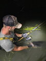 Zfish Prut Catfish Morga 2,70m / 100-400g
