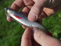 Umelá nástraha Delphin Realix 3D  / 2ks - 13cm / Urban