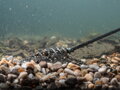 Pružinové krmítko Delphin WireX - L / 20g