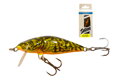 SALMO BULLHEAD