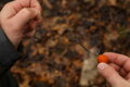 Nikl Hotové boilies Chilli & Peach