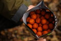 Nikl Hotové boilies Chilli & Peach