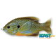 LIVETARGET SUNFISH WALKING BAIT –NAPHAL UMELÁ NÁSTRAHA